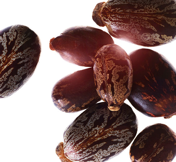 Castor bean-Organic castor oil-undefined