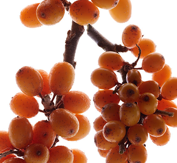 Seabuckthorn-Seabuckthorn extract (organic plant)-undefined