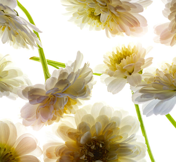 Roman chamomile-Roman chamomile essential oil-undefined