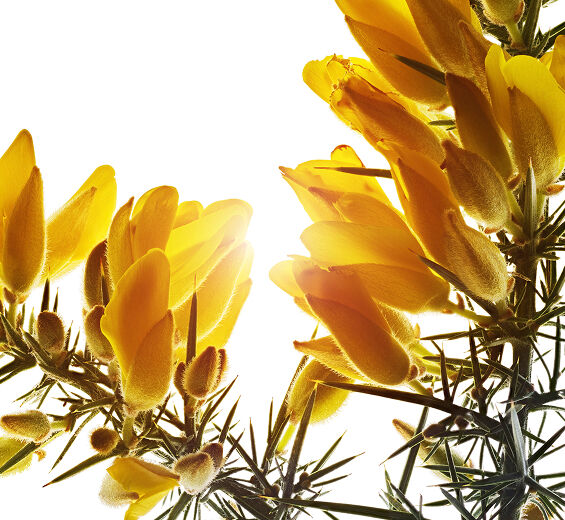 Gorse-Organic gorse extract-Ulex europaeus leaf/root/stem extract