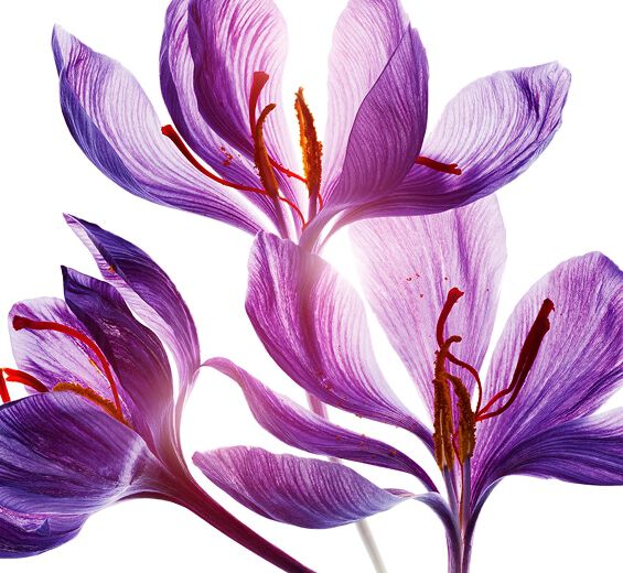 Crocus-Saffron flower polyphenols (from an organic plant)-Crocus sativus flower extract