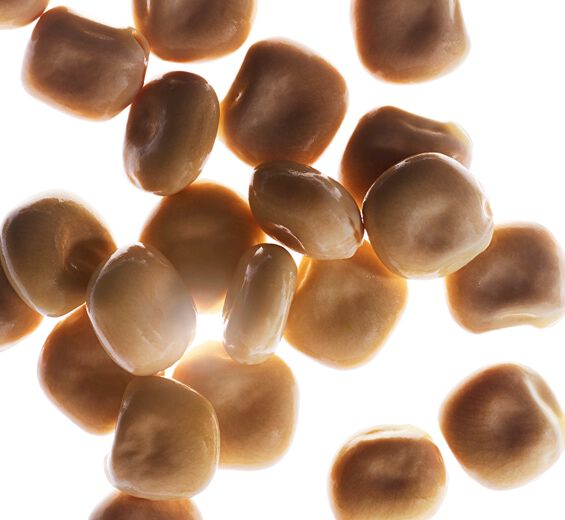 White lupine-Organic white lupine extract-Hydrolyzed lupine protein