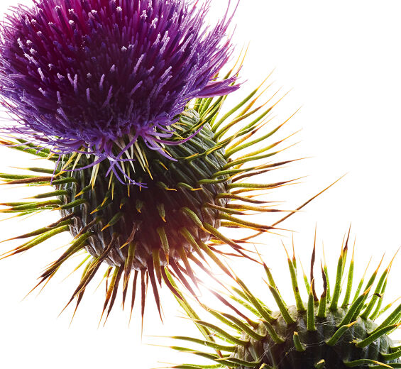 Mary&rsquo;s thistle-Organic mary&rsquo;s thistle oil-undefined