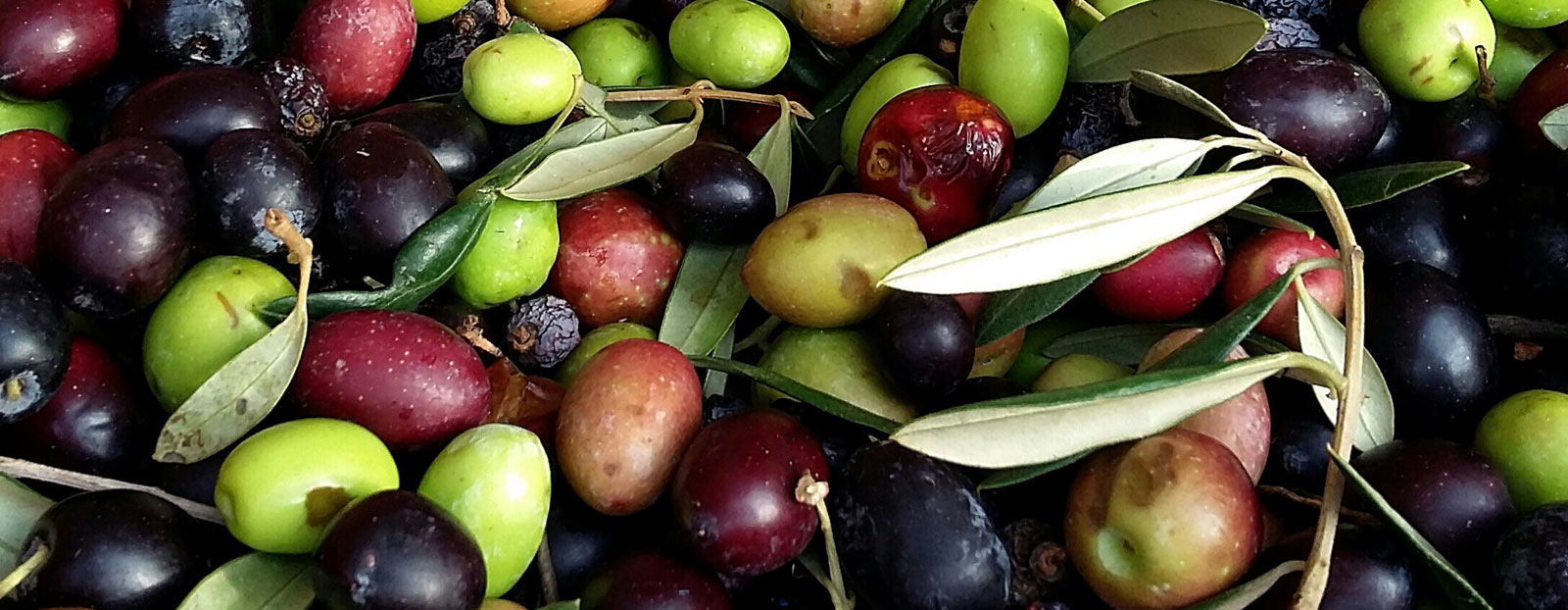 Olive tree in its natural habitat