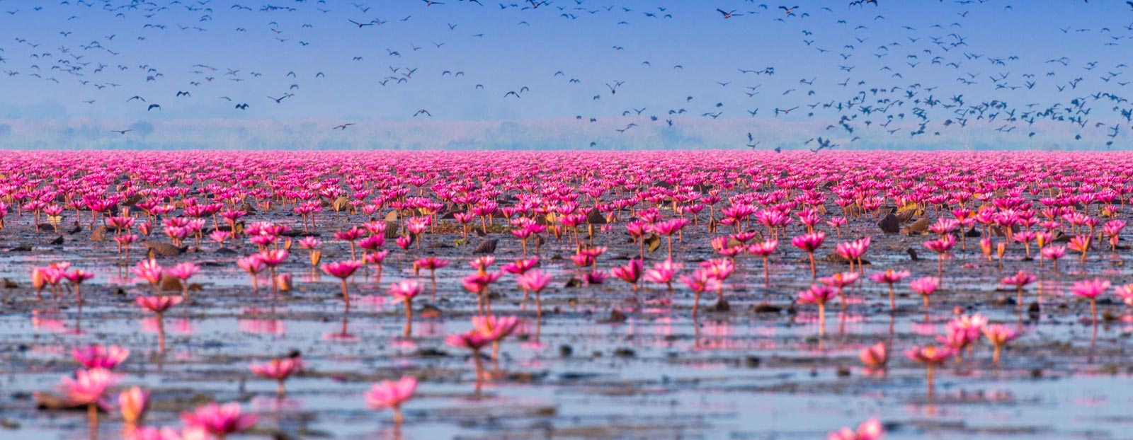 Sacred lotus in its natural habitat
