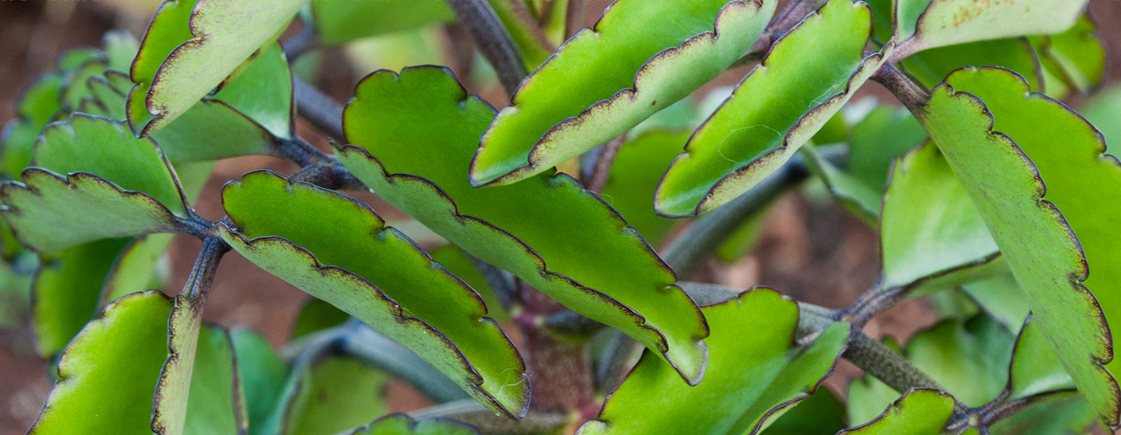 leaf of life