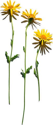 Arnica
