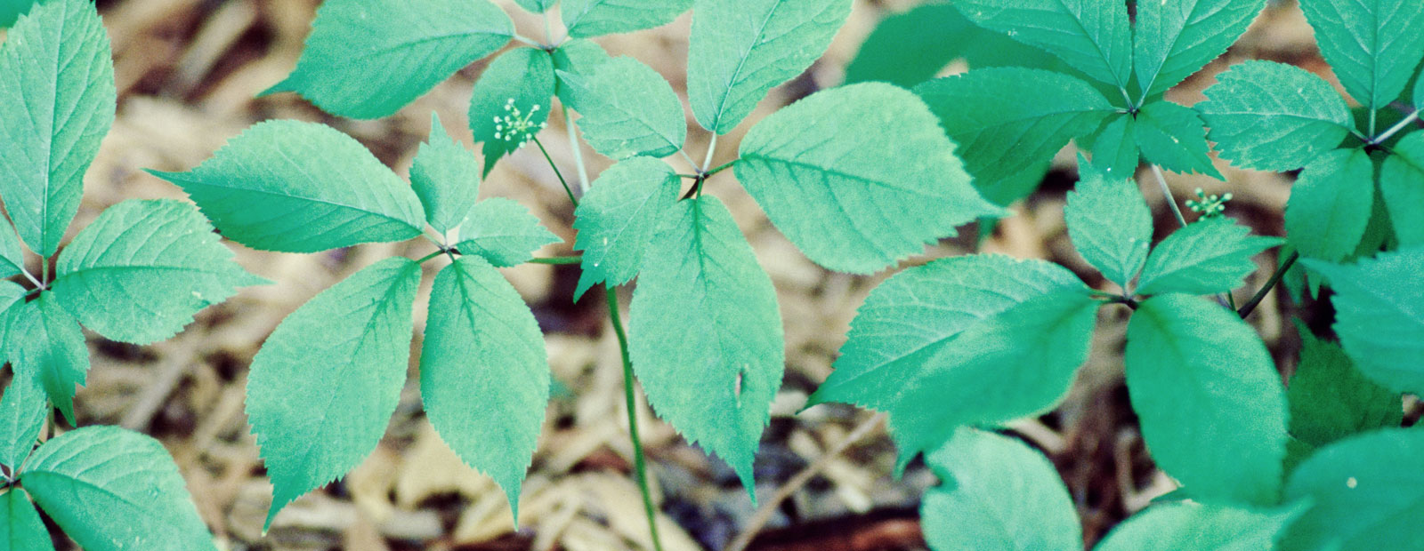 Ginseng in its natural habitat