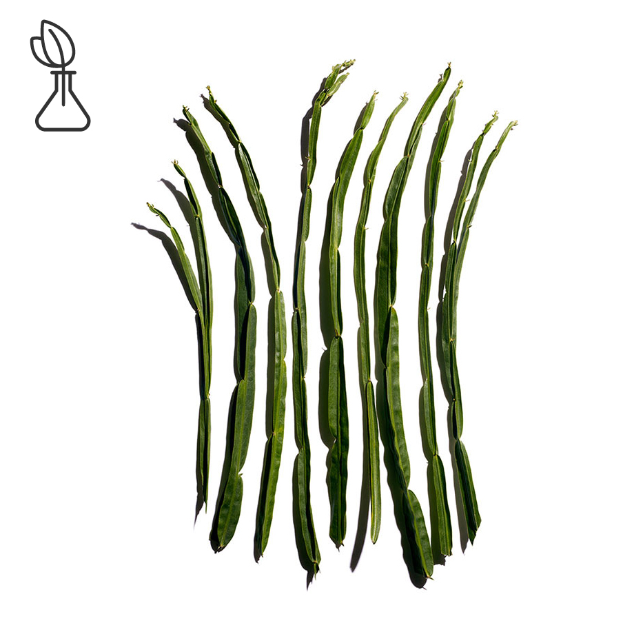 Baccharis-Baccharis extract-Baccharis genistelloides extract