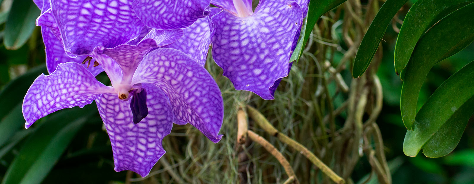 Blue orchid in its natural habitat