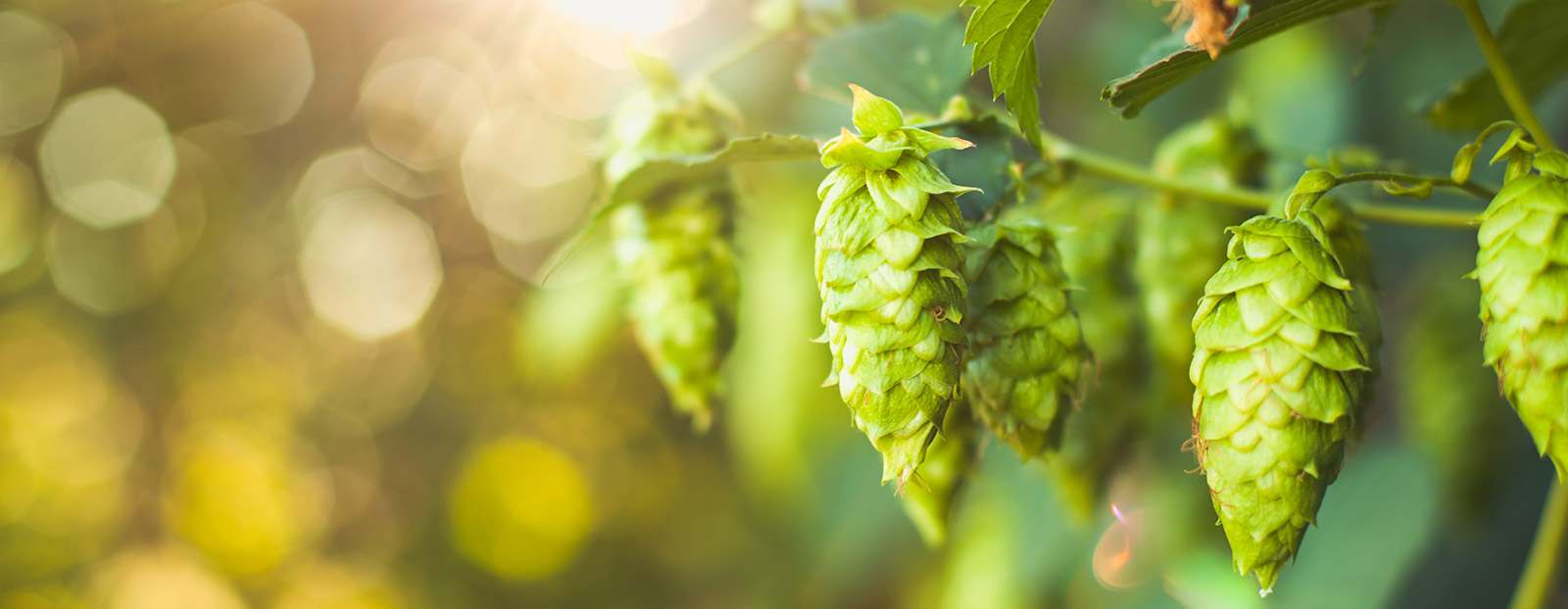 Hop cone in its natural habitat