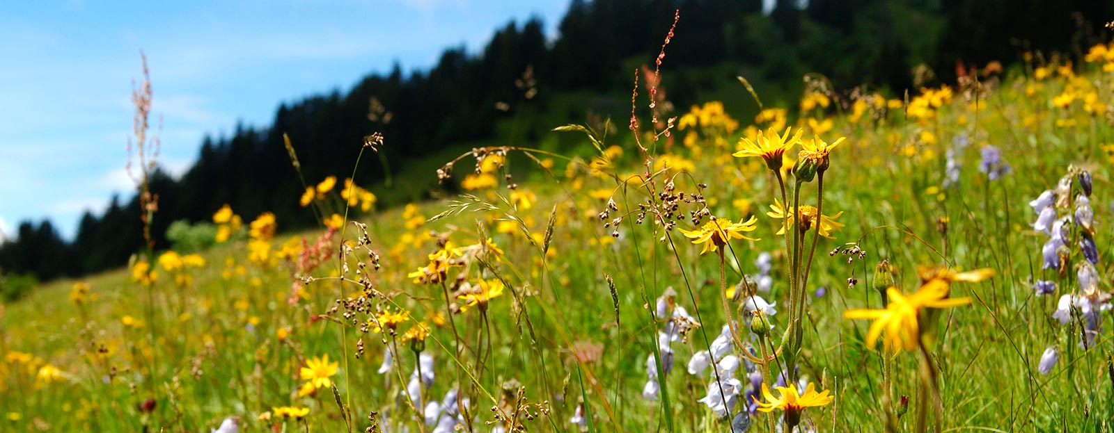 Arnica in its natural habitat