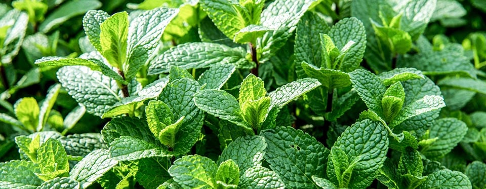Field mint in its natural habitat