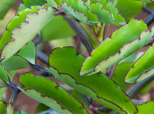 leaf of life
