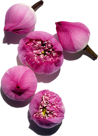 Sacred Lotus