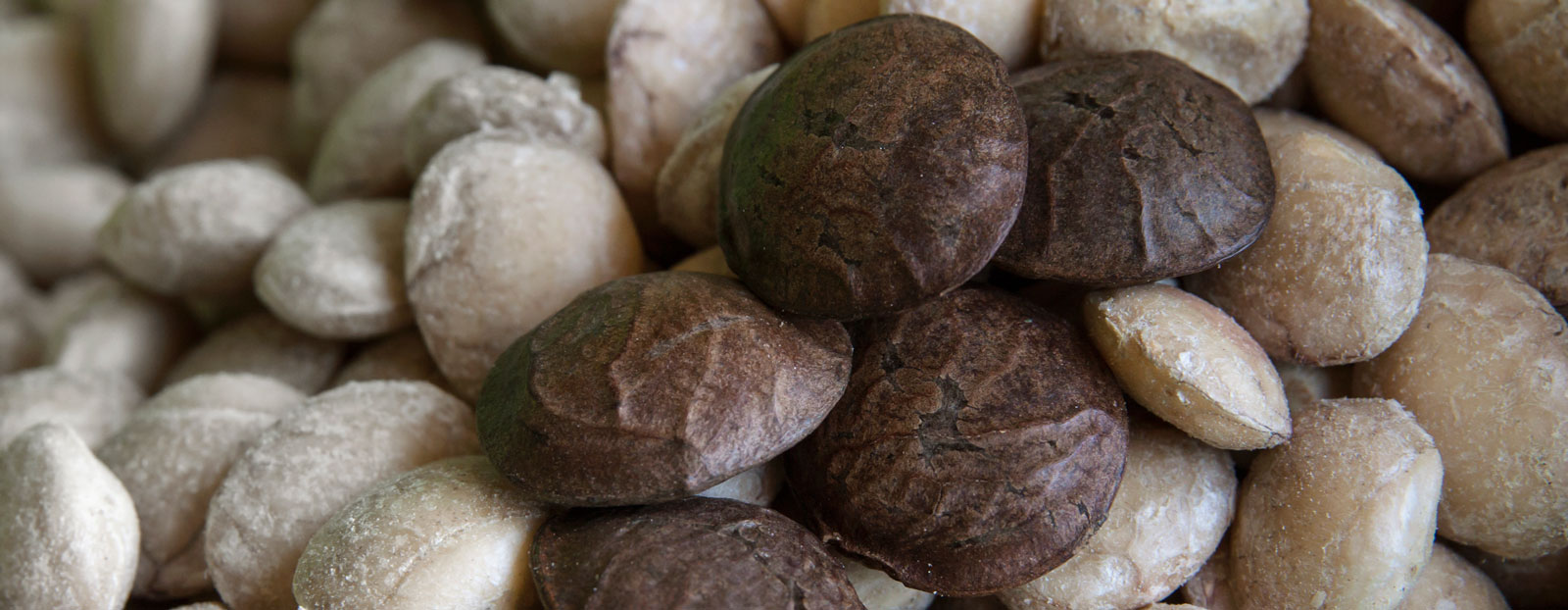 Inca peanuts in their natural habitat