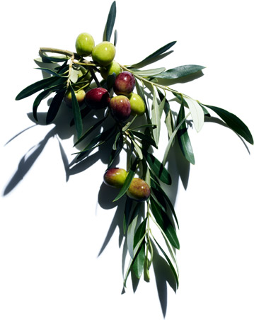 Olive tree