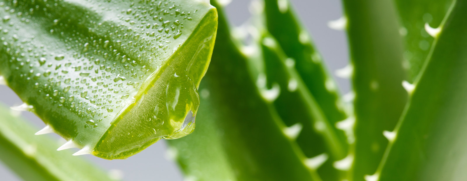 Aloe vera in its natural habitat
