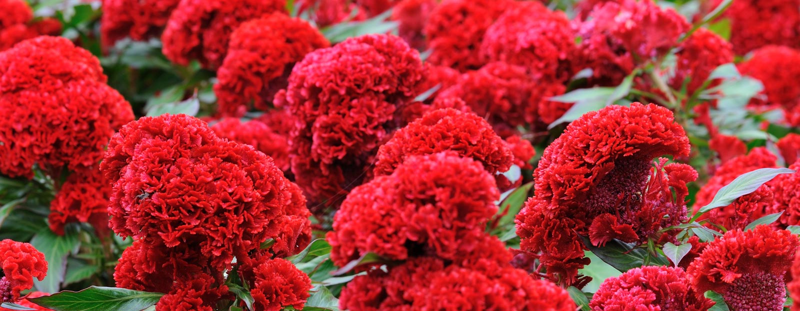 Celosia in its natural habitat