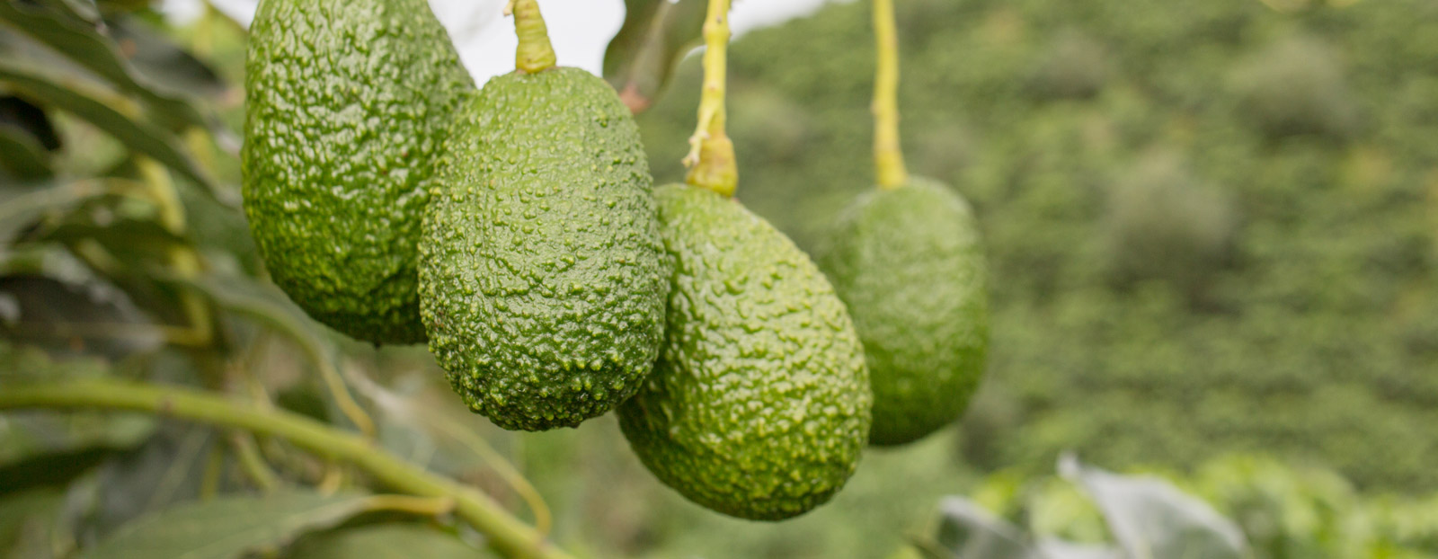 Avocado in its natural habitat
