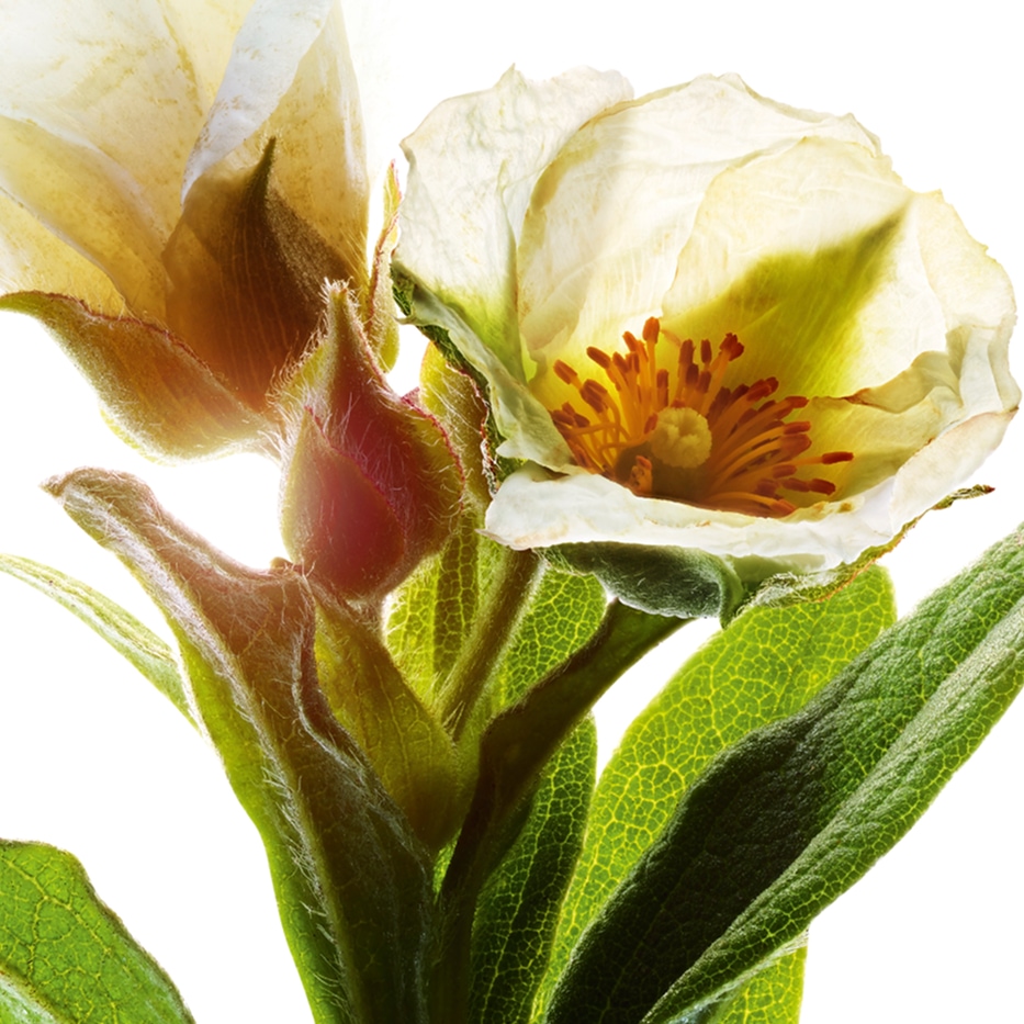 Montpellier rock-rose-Organic montpellier rock-rose extract-Cistus monspeliensis extract
