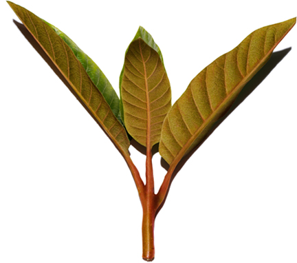 Harungana