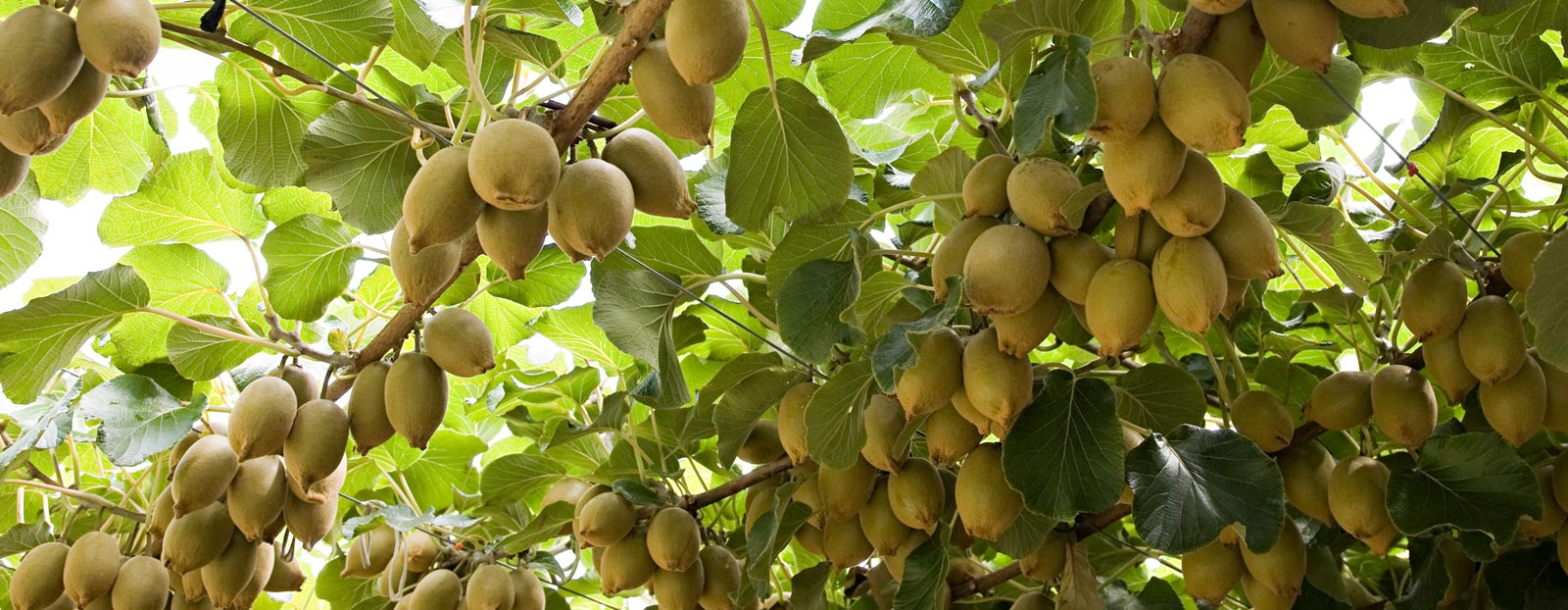 Kiwi in its natural habitat