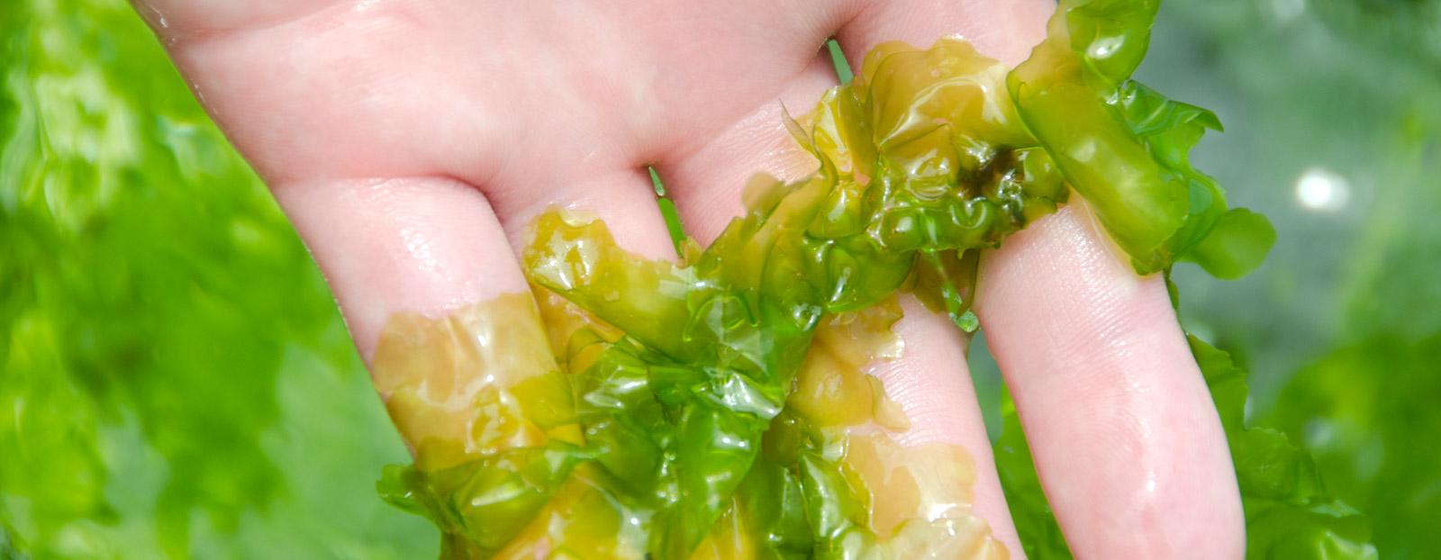 Sea lettuce in its natural habitat