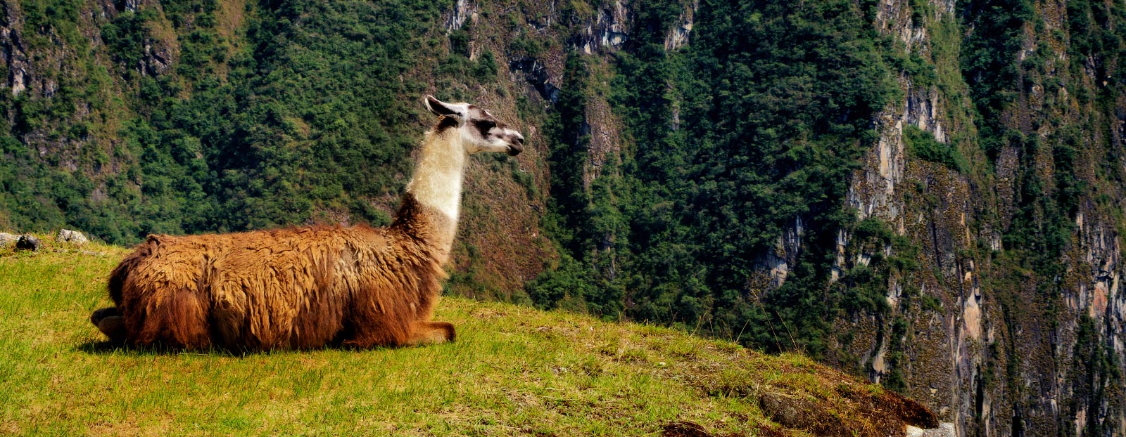 Peru landscape: natural habitat of quinoa