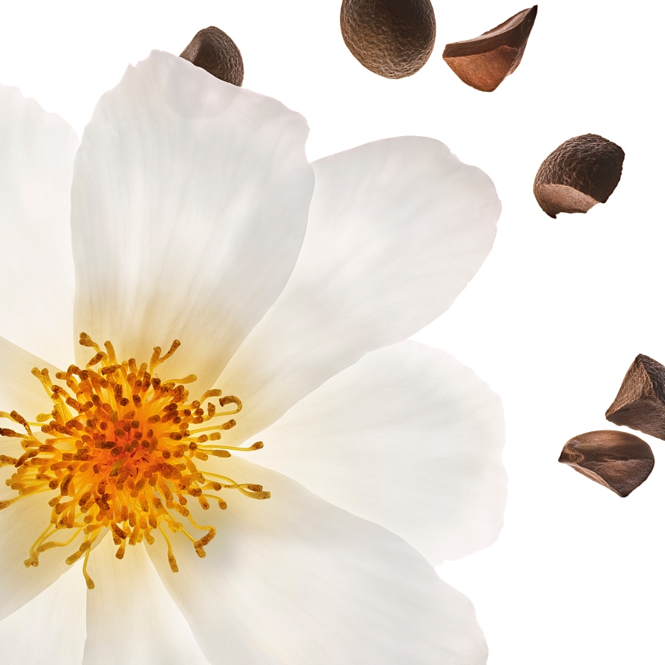 Camellia-Organic camellia oil-Camellia oleifera seed oil