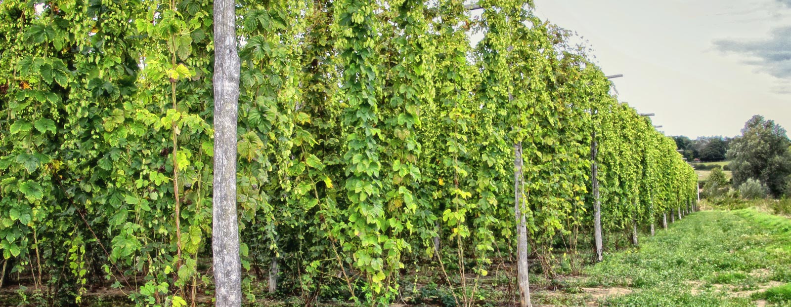 Hops in its natural habitat
