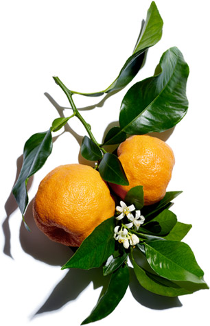 Bitter orange
