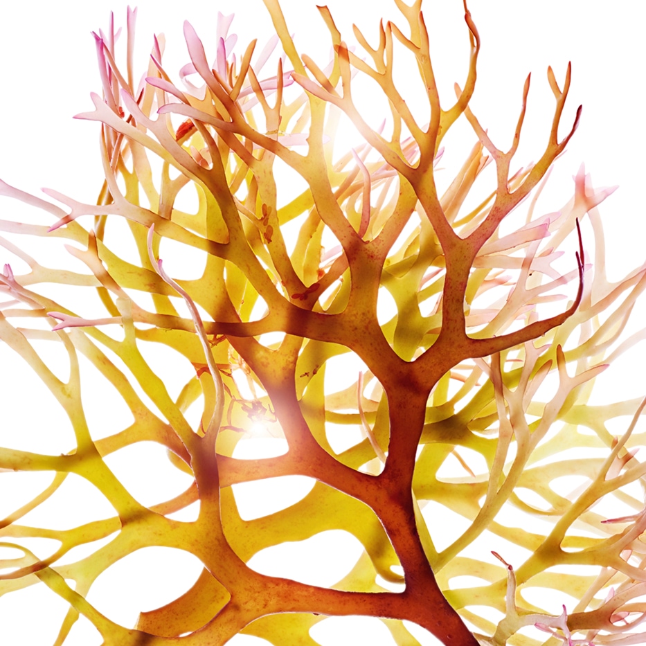 Irish moss-Irish moss extract-Chondrus crispus (carrageenan) extract