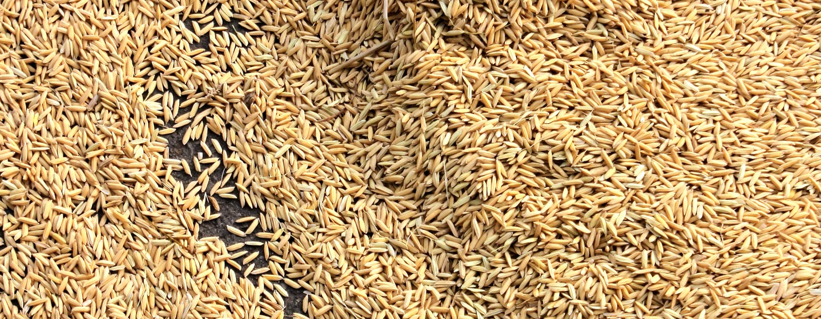 Rice in its natural state
