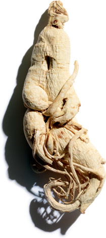 ginger
