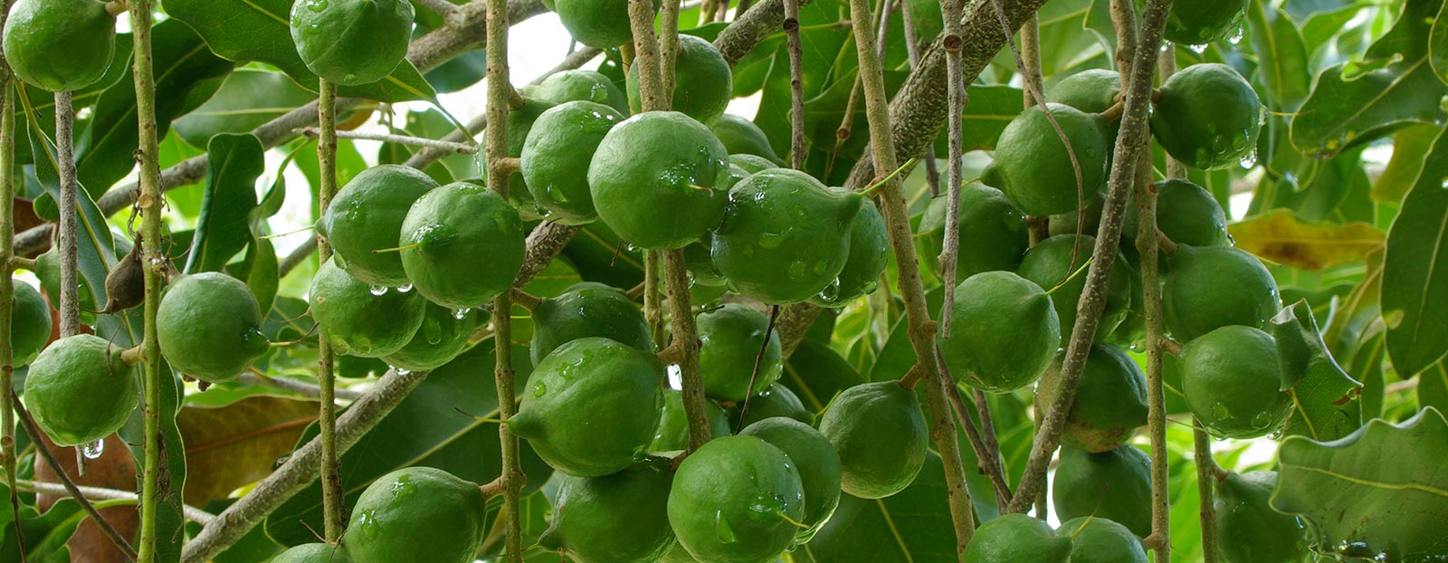 Macadamia in its natural habitat