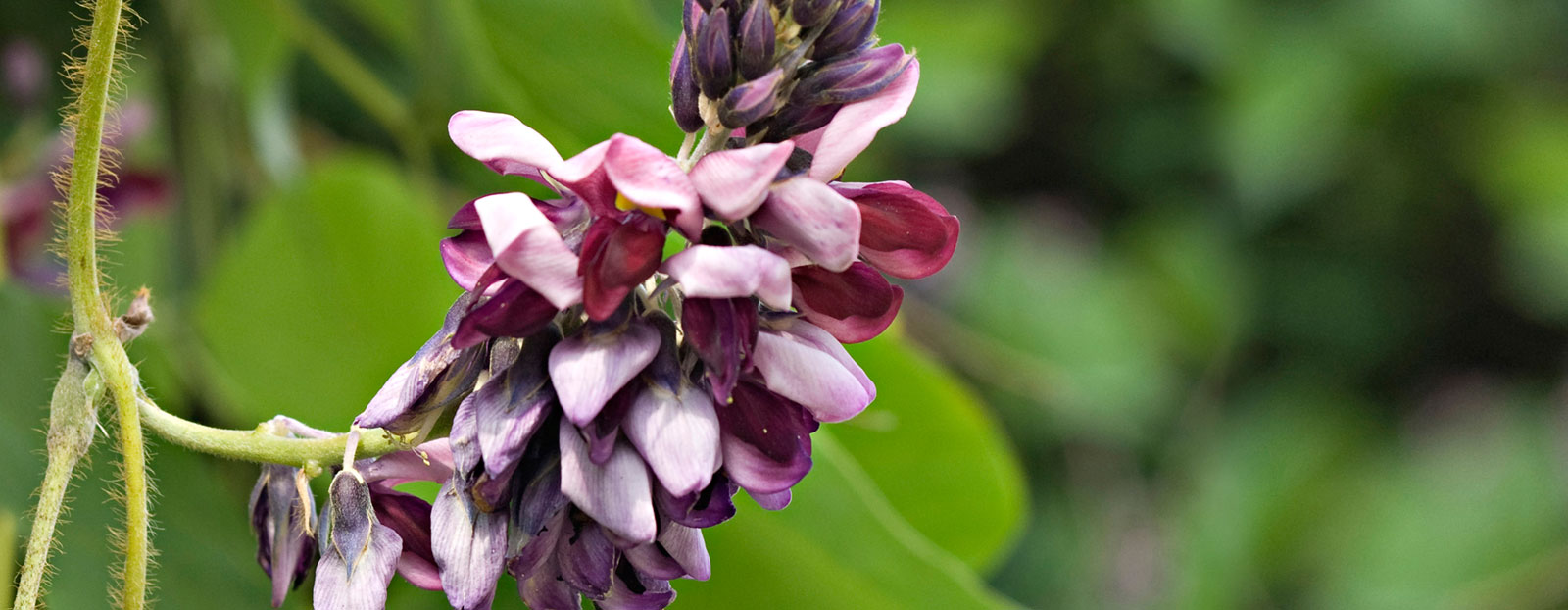 Pueraria lobata in its natural habitat