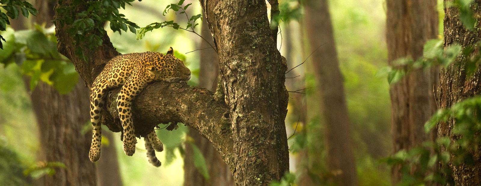 Natural habitat of sandalwood