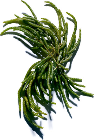 Salicornia