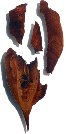 Bocoa