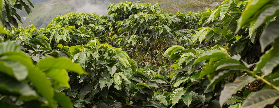 Natural habitat of green coffee