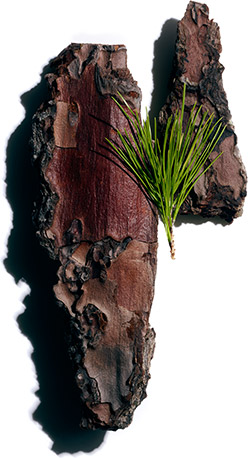 Maritime pine