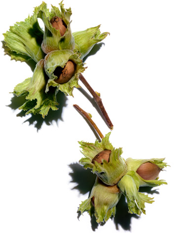 Hazelnut tree