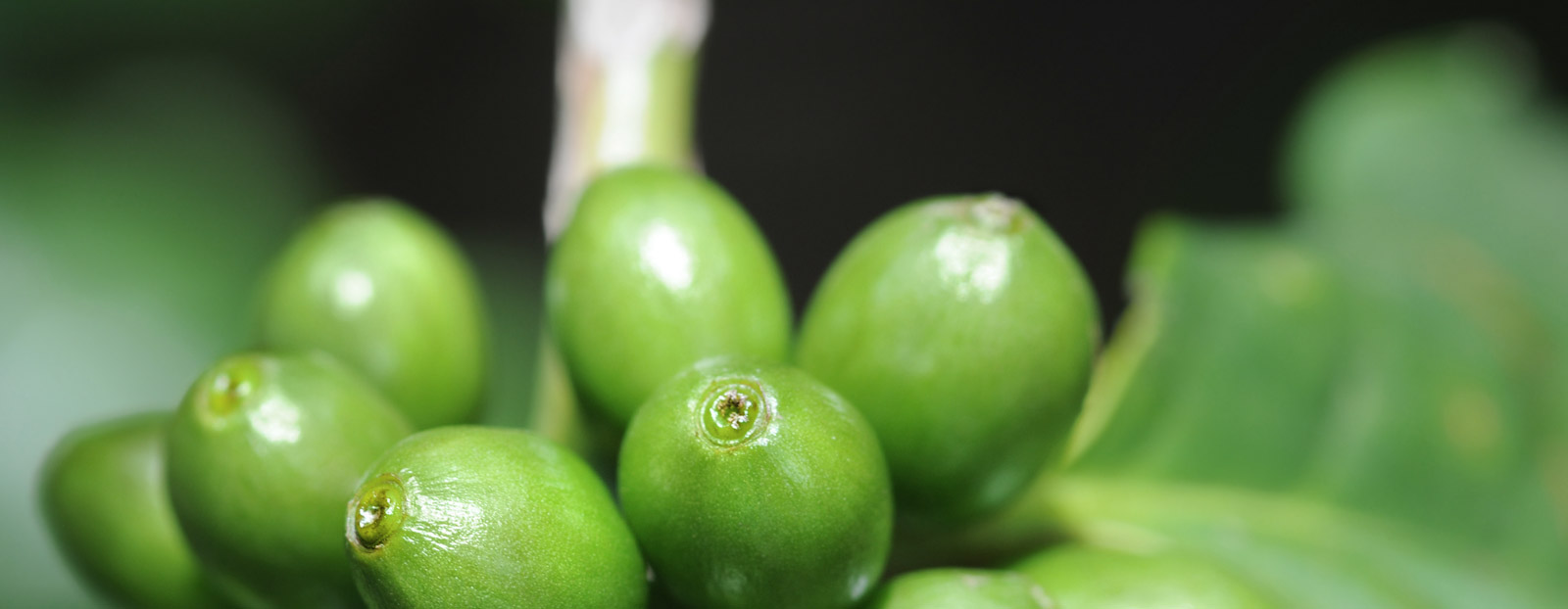 Green coffee in its natural habitat