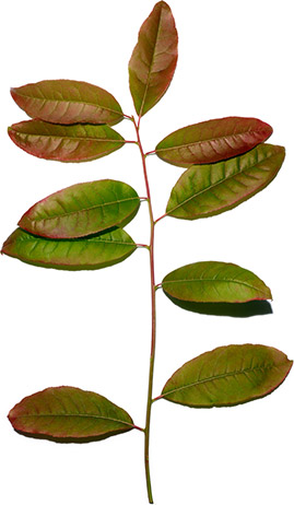 Sourwood