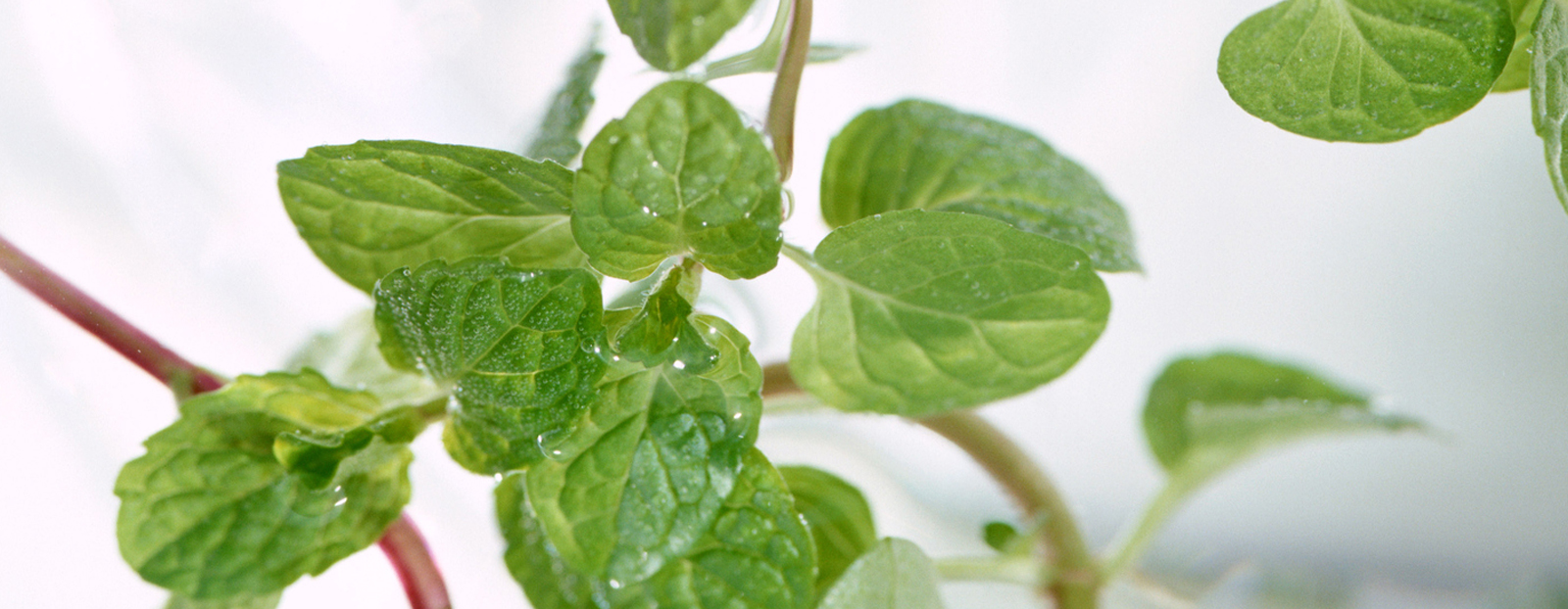 Water mint