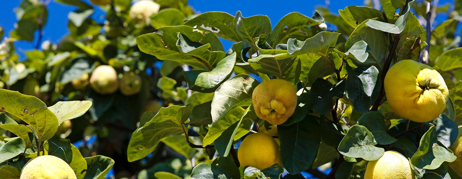 Quince in its natural habitat