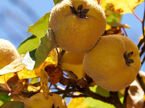 quince fruit