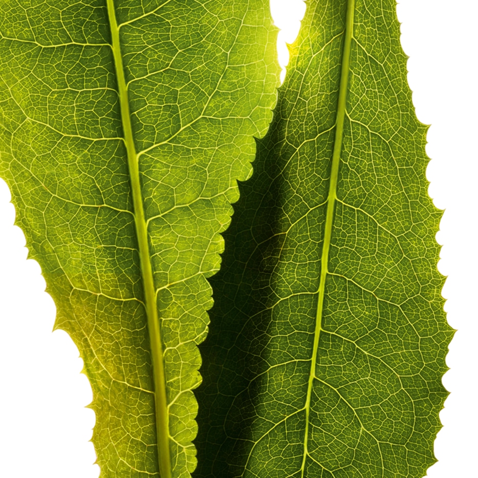 Chicory-Chicory extract-Cichorium intybus (chicory) leaf extract