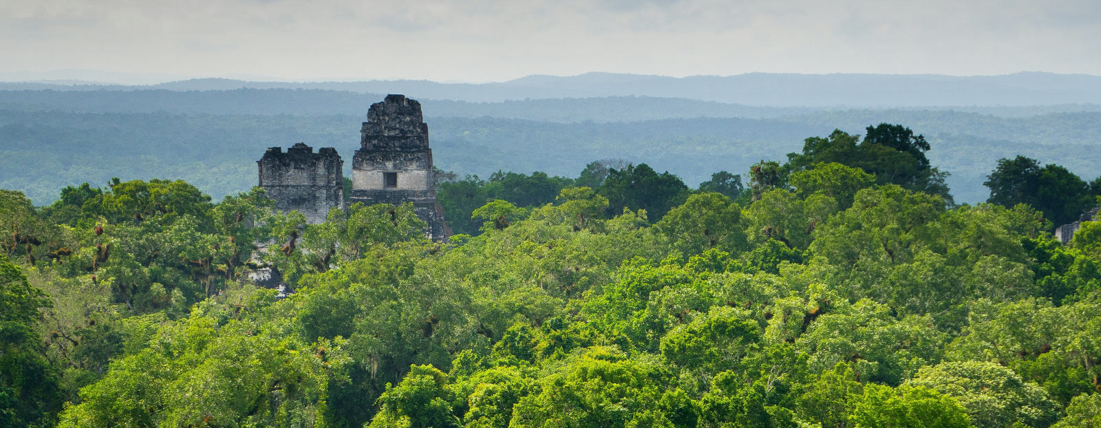 South America landscape: native habitat of the avocado